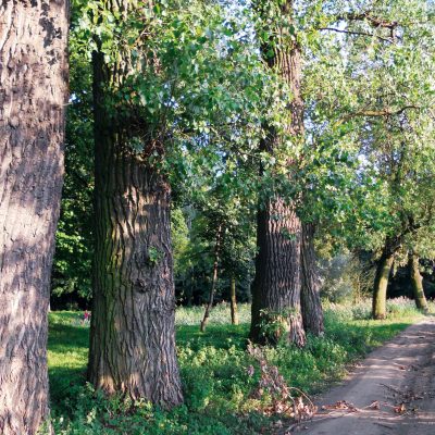 Ulica Parkowa. Park im. 750-Lecia. Granica zachodnia parku od ul. Brzozowej (2011 r.)
